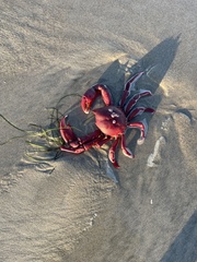 Taliepus nuttallii