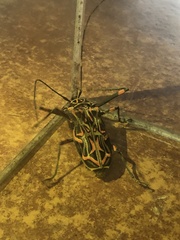 Acrocinus longimanus