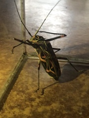 Acrocinus longimanus