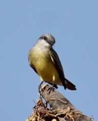 Tyrannus