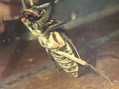 Acrocinus longimanus