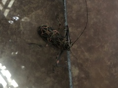 Acrocinus longimanus