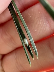 Chionaspis pinifoliae