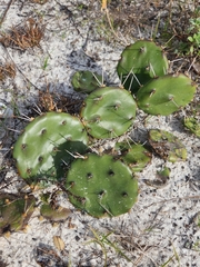 Opuntia austrina