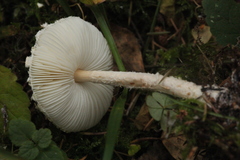Lepiota clypeolaria