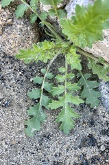 Phacelia crenulata