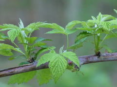Rubus occidentalis