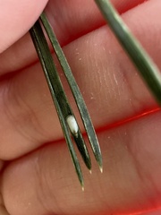 Chionaspis pinifoliae