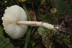 Lepiota clypeolaria