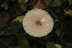 Lepiota clypeolaria