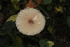 Lepiota clypeolaria