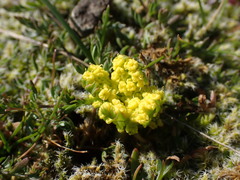 Lomatium utriculatum