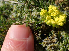 Lomatium utriculatum