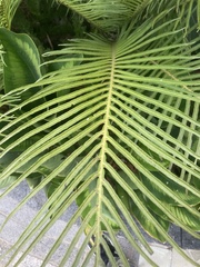 Pteris vittata