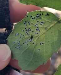 Tetraleurodes perileuca