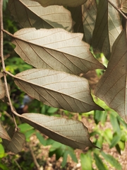 Pterospermum suberifolium