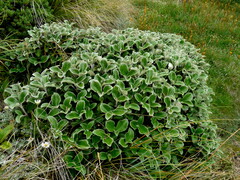 Macrolearia colensoi