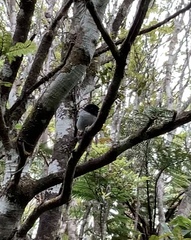 Petroica macrocephala