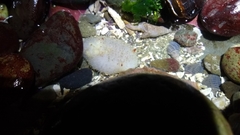 Acanthodoris nanaimoensis