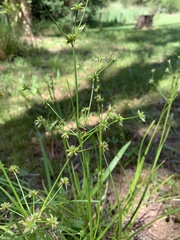 Juncus prismatocarpus