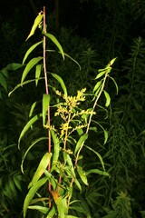 Solidago odora