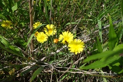 Ixeris chinensis