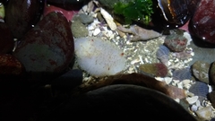 Acanthodoris nanaimoensis