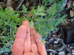 Osmorhiza brachypoda