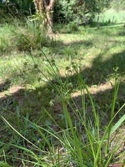 Juncus prismatocarpus