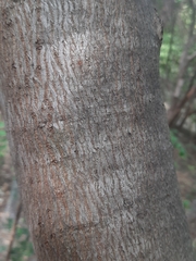 Pterospermum suberifolium