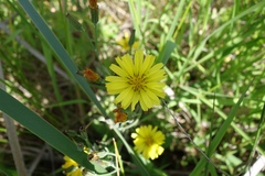 Ixeris chinensis
