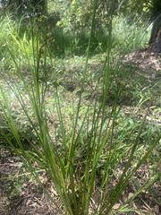 Juncus prismatocarpus