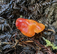 Hygrocybe laetissima