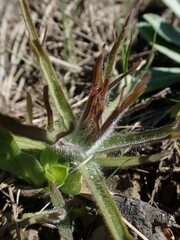 Castilleja hispida
