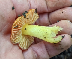 Hygrocybe laetissima