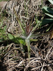 Castilleja hispida