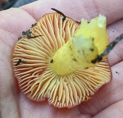 Hygrocybe laetissima