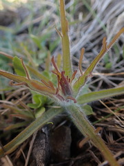 Castilleja hispida