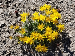 Solidagininae