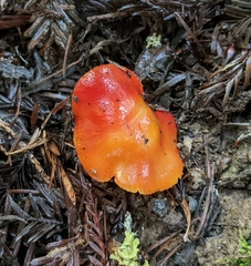 Hygrocybe laetissima