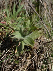 Castilleja hispida