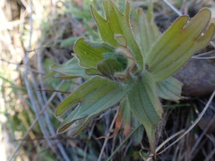 Castilleja hispida
