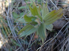 Castilleja hispida