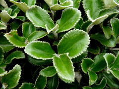 Macrolearia colensoi