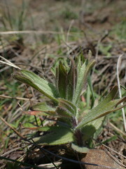 Castilleja hispida