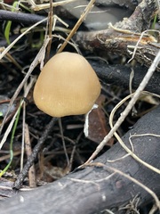 Psathyrella longistriata