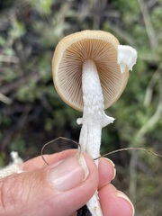 Psathyrella longistriata
