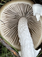 Psathyrella longistriata