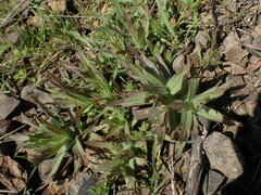 Castilleja hispida