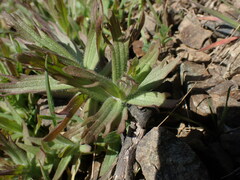 Castilleja hispida
